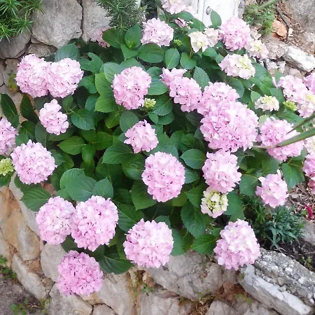 And Maslina Podgora